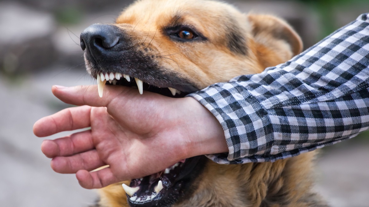 Mengenai Rabies, Gejala, Penyebab Dan Pengobatan
